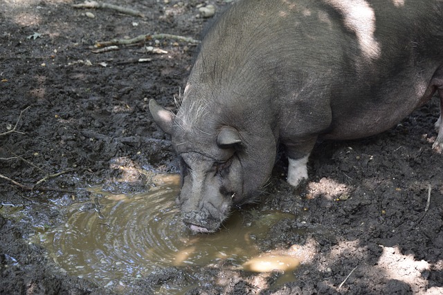 成功进入中 成功进入中